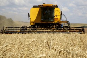 Trigo: condições climáticas devem reduzir previsão de safra
