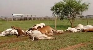 VEJA: Descarga elétrica mata 50 animais em fazenda