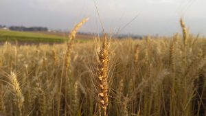 Colheita da safra de trigo no Paraná atinge 58% da área