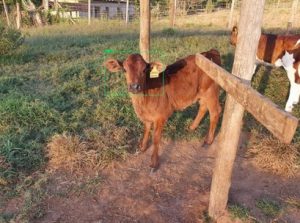 Reconhecimento facial mostra estado de saúde das vacas