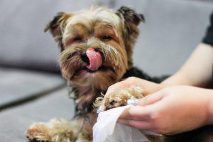 Campanha previne sobre câncer de mama em animais