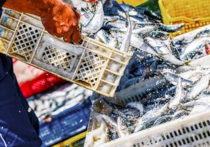 Embarcações têm novos critérios para exportar à UE