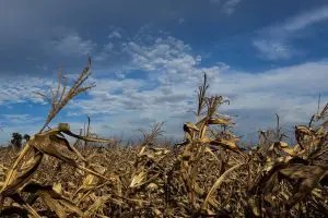 Chegada de La Niña pode causar sérios impactos na produção agrícola nacional