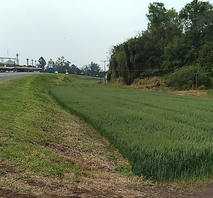 Trigo cultivado entre a BR-277 e o Parque Nacional do Iguaçu: cultivo consciente