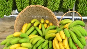 Fruticultura: PR é o 3º maior produtor de banana do País