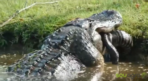 Vídeo: ‘crocodilo gigante’ engole animal da mesma espécie