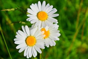 E-commerce potencializa a exportação brasileira de flores