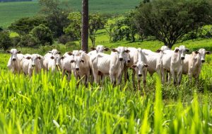 Plano ABC+ pretende reduzir emissão de carbono