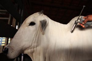 Febre aftosa: começa vacinação em vários estados