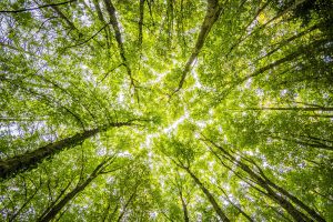 Paraná confirma apoio à criação do consórcio Brasil Verde