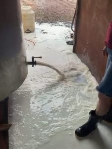 VÍDEO: Sem energia elétrica, leite vai literalmente para o ralo