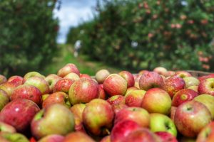 Macieiras: desafio é aumentar produção
