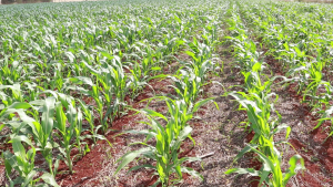 Zoneamento Agrícola do milho segunda safra é anunciado