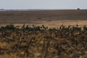 Safra de Verão: 16% da soja está semeada no Paraná