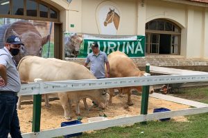 Paraná lança projeto para disseminar a raça Purunã