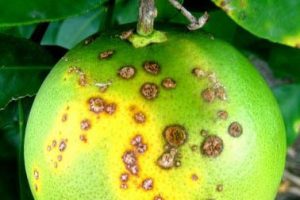 Como reduzir o cancro cítrico em 90% nos pomares