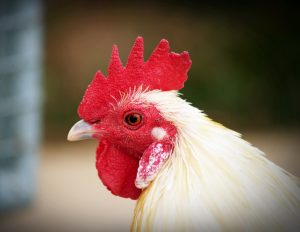 Exportações de carne de frango crescem 21,3% em setembro