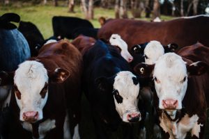 O Brasil não vai mais exportar gado vivo para abate?