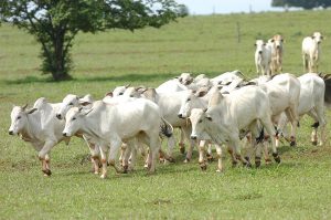 No Dia Nacional da Pecuária, um cenário de incertezas