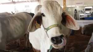 Fechamento do mercado chinês derruba preços da arroba do boi em setembro
