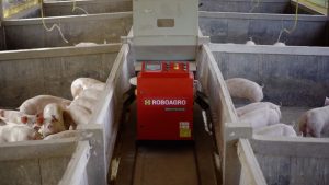Robô alimenta suínos em propriedade no oeste
