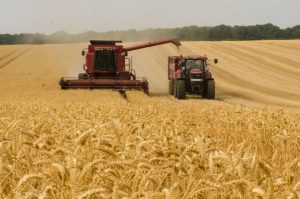 Colheita da safra de trigo no Paraná atinge 82% da área