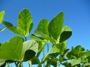 Estiagens podem atrapalhar desempenho da soja