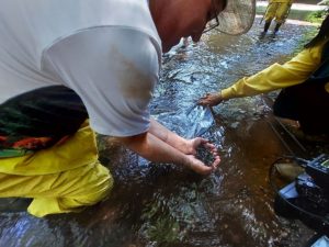 Rios que abastecem Cascavel recebem novos peixes