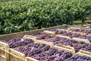 Preço mínimo da uva industrial será de R$ 1,31/kg em 2022