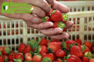 Agricultura paranaense aposta em sustentabilidade e inovação