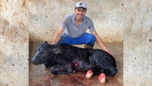 Bezerro nasce com 98 kg e surpreende pecuarista