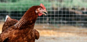 Frango: tendência é de baixa nos preços