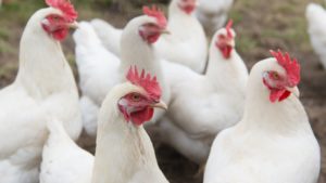 Frango: mercado registra baixas nos preços