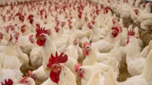Frango abatido: preço é o menor em seis meses