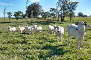 Integração lavoura-pecuária gera benefícios ao produtor