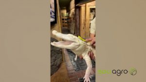 Jacaré albino sorri durante banho. Assista o vídeo.