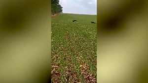 Onças são flagradas em propriedade rural