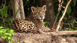 Dia da onça-pintada: espécie importante na conservação ambiental