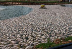 Toneladas de peixes morrem em açudes