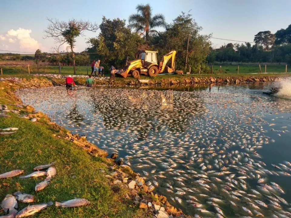 Peixes mortos boiando em açude no interior de Nova Santa Rosa