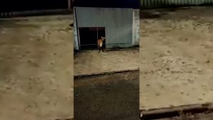 VOCÊ VIU? Lobo guará é flagrado correndo pelas ruas