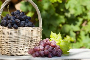 VÍDEO: Pesquisas do IDR-PR auxiliam produtores de uvas