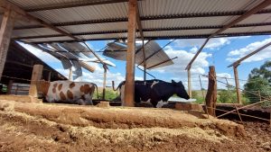 Depois das tempestades, o alívio de quem tem seguro rural