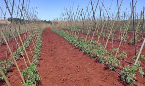 Produtores investem em tomate mesmo com adversidades climáticas