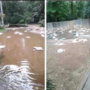 Flamingos atacados por onças podem ter morrido por medo