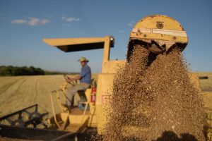 Dia do Trigo: Eu nasci, a 10 mil anos atrás   