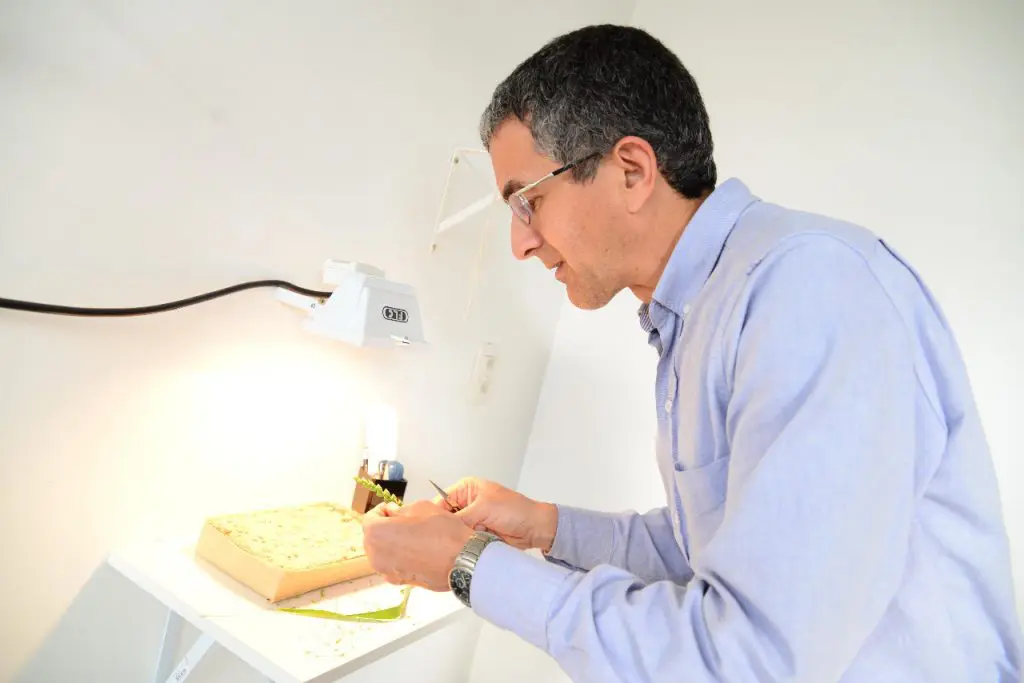 O melhoramento genético é a primeira etapa da cadeia produtiva do trigo Foto: Biotrigo/Diogo Zanatta
