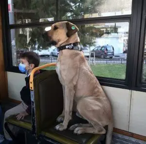 cachorro