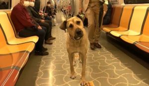 VOCÊ VIU ISSO? Cachorro usa transporte público sozinho