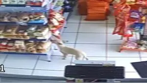 Inusitado: Cachorrinha furta saco de pães no PR